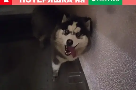Собака маламута найдена в Звенигороде