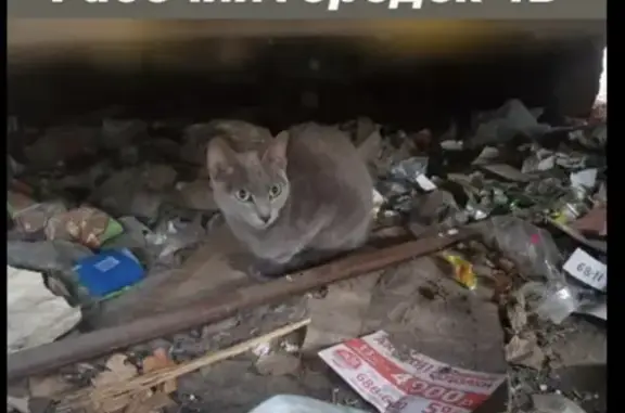 Найдена русская голубая кошка в Хабаровске