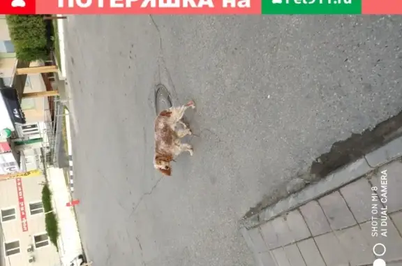 Найдена собака в Краснодаре на Трамвайной улице, ждет хозяина.