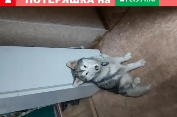 Пропала собака в Казани, маломут волчьего окраса