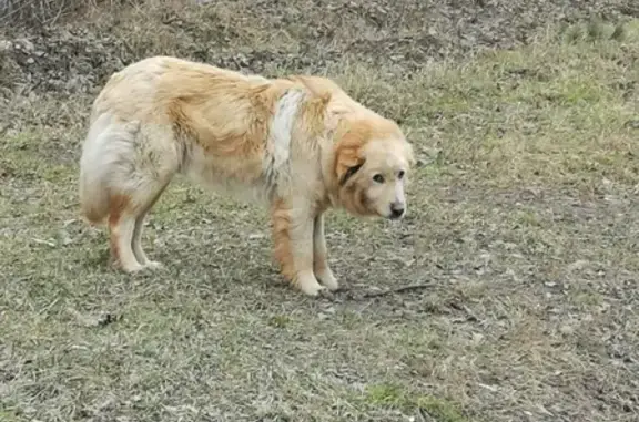Найден пес на Ярославском шоссе в Пушкино