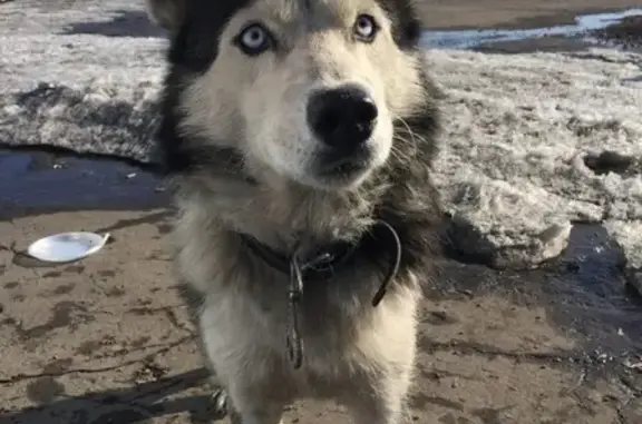 Найдена собака в посёлке Металлургов, возможно хаски
