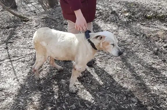Найдена собака в Лопатинском овраге, нужна помощь ветеринара
