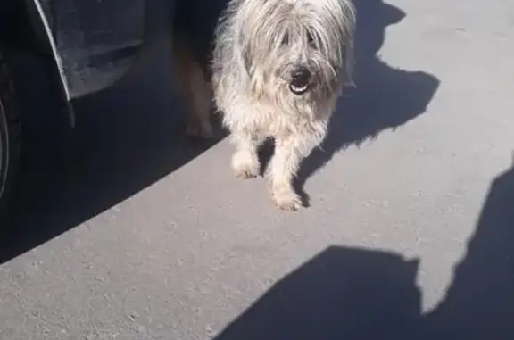 Найдена собака МОСКВА, Сумской проезд 12 к 3, без контактного телефона.