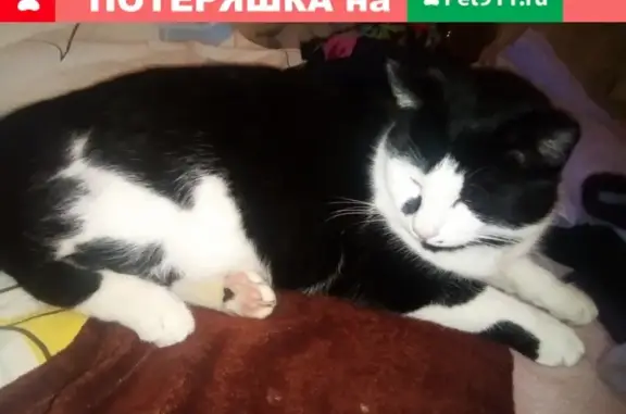 Пропал кот Барсик в Строителе, Белгородская область