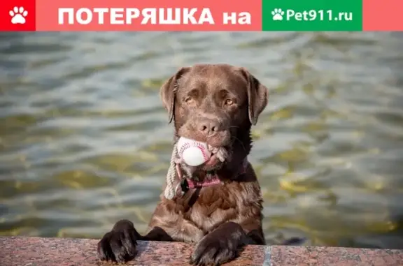 Пропала собака в Москве на Прибрежном проезде (метро Ховрино)