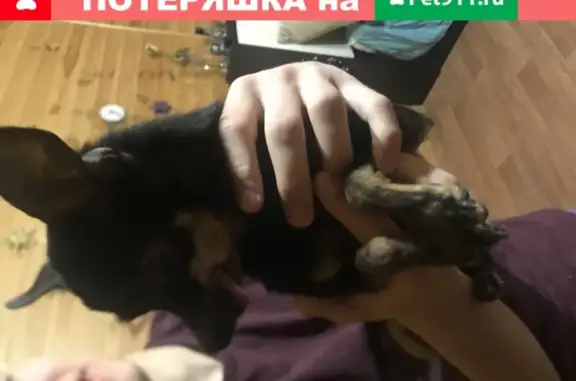 Собака Той терьер найдена в Волгограде, пос. Ангарский, Узбекская ул.