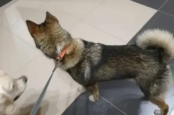 Найдена собака в Томске, порода неизвестна