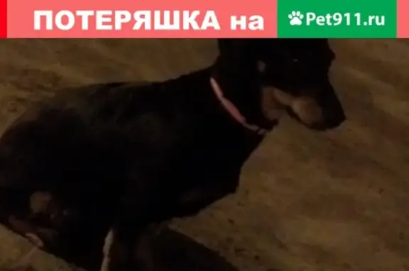 Собака найдена на ул. Угрешская 6 в Дзержинском районе (Москва)