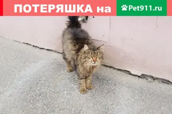 Потерян домашний кот возле д.90 на ул. Петровская