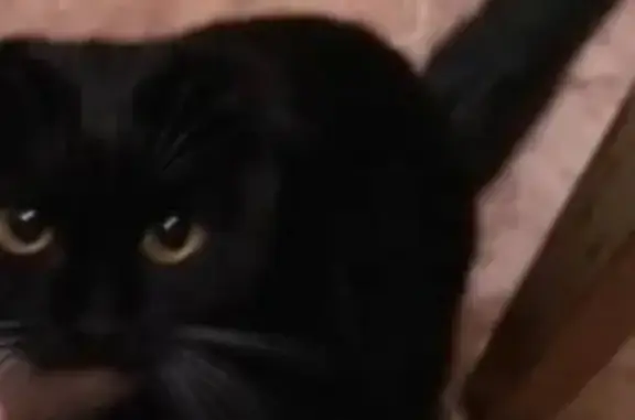 Потерянные животные Барнаул, фото: Пропал кот Васька, ул. Кулагина 64, Барнаул