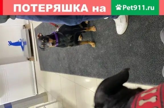 Найдена собака на ул. Красная Пресня, Москва