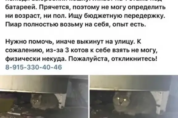 Найдена кошка Отрадное, Алтуфьевское шоссе, 40Б