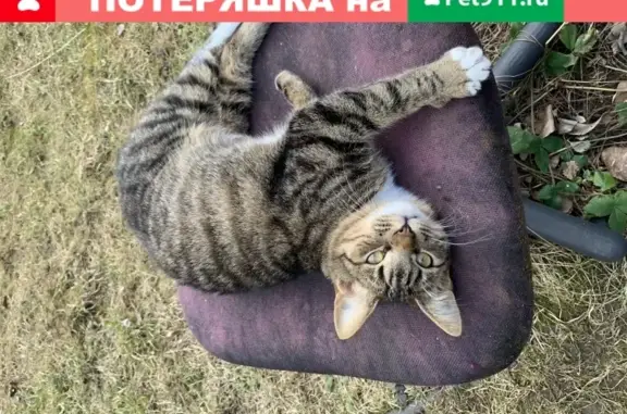 Пропал кот в Звенигороде