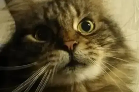 Кошки потеряшки, Санкт-Петербург, фото: Потеряшка кот возле дома Турку 22, СПб, 14 лет, коричнево-серый.