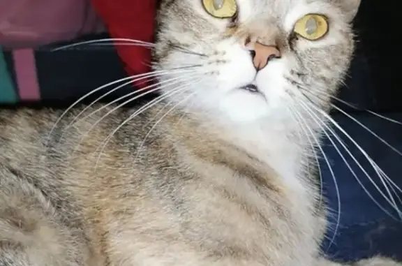 Пропала кошка Тики в Видном, дом 40, помогите найти!