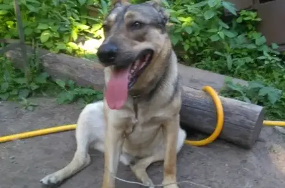 Пропала собака с большими ушами в Одинцово