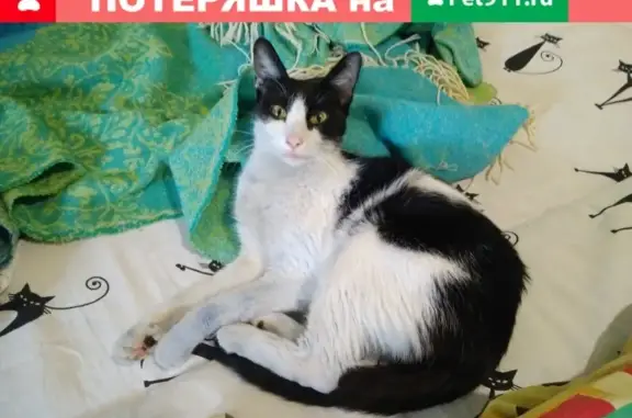 Найдена кошка на ул. Ерёменко, 52