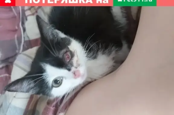 Найдена кошка без глаза в Томске на улице Болдырева