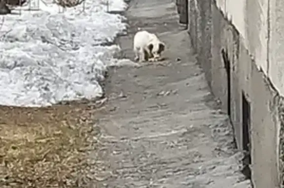 Найдена голодная белая собака в Новосибирске