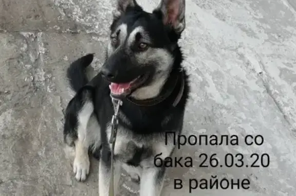 Пропала собака на Пограничном пр-д в Тамбове - photo
