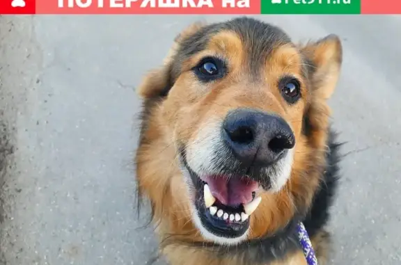 Найдена собака в Одинцово, ул. Северная