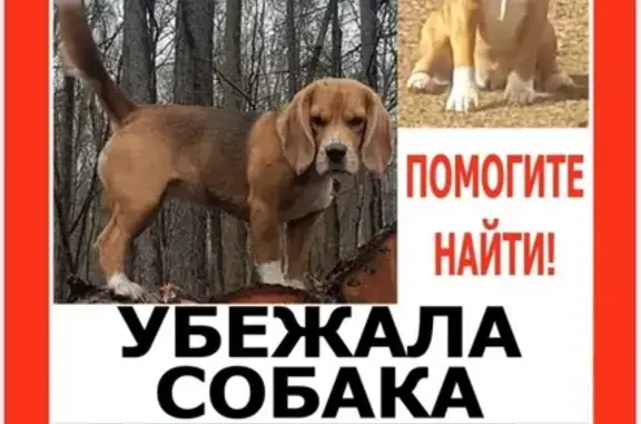 Пропала собака в Москве, район Богородское, Лосиный Остров