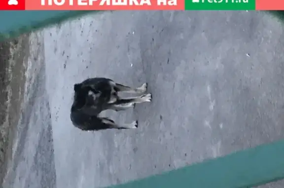 Найдена собака в Дешино, ищем хозяина