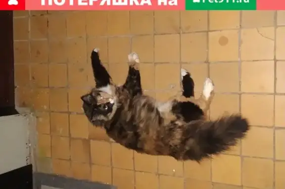 Найдена кошка на Балаклавском проспекте 4к5