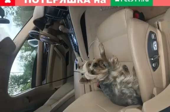 Объявления о пропавших и найденных животных, Анапа, фото: Пропала йорк в районе Сукко, Анапа