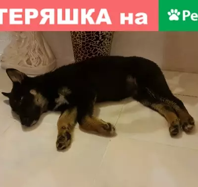 Собака в Новобайдаевке, порода и возраст неизвестны