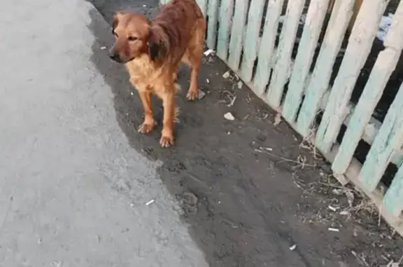 Собака Ярко рыжего окраса найдена в Энгельсе.