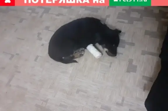 Собачка ищет хозяина в Таганроге