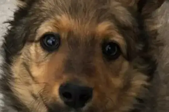 Пропала собака Дворняжка в Горно-Алтайске, вознаграждение за находку.