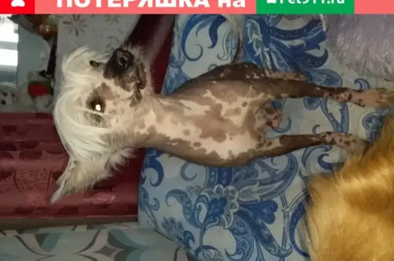 Найдена лысая хохлатая собака в Выселках, Краснодарский край