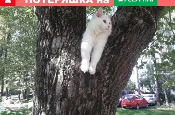 Кошки потеряшки, Кострома, фото: Потеряшка кошка Белка в Юбилейном мкрн, Кострома