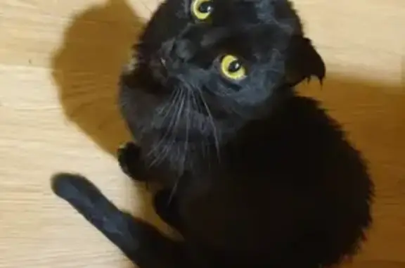Найден черный кот с белыми пятнышками в Н. Новгороде