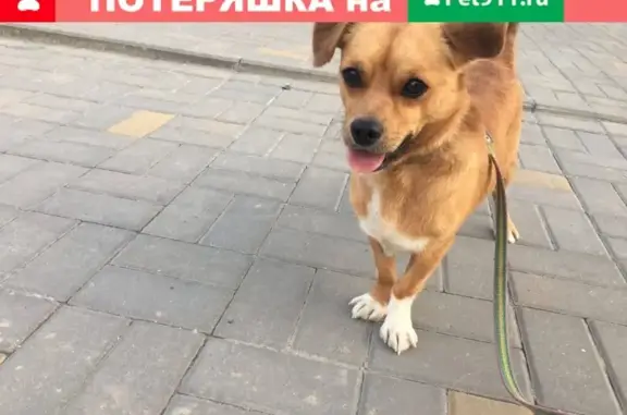 Пропала собака на Литовской ул. 27а