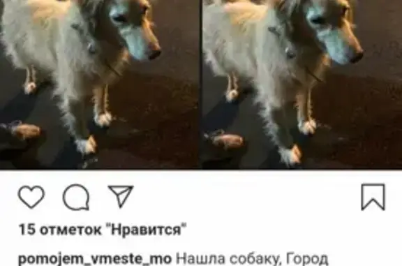 Собака найдена в Ногинске с поводком