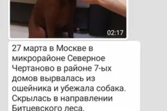 Пропала собака в Северном Чертаново, Москва