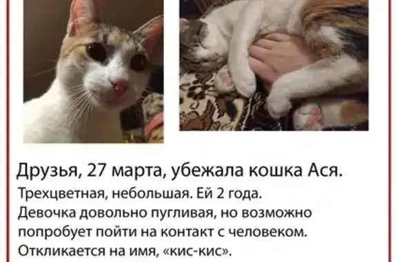 Пропала кошка Ася, Москва, ул. 8 Марта 4-я, помогите!