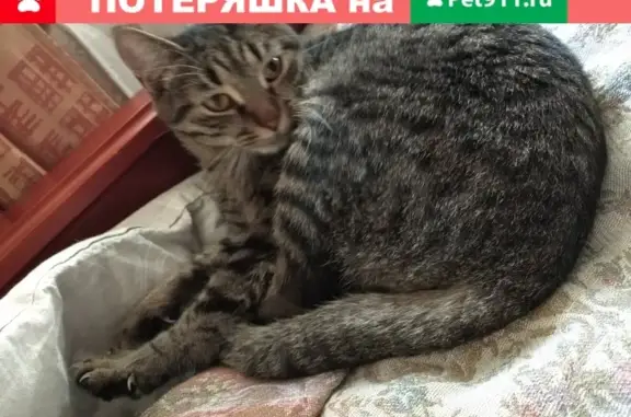 Найден кот-подросток на Черепанова 36