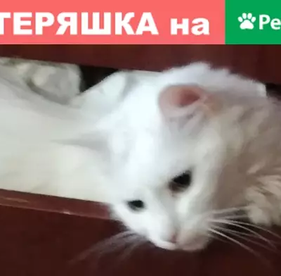 Кошки потеряшки, Санкт-Петербург, фото: Потеряшка кошка на улице Солдата Корзуна, 5