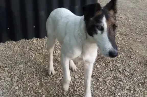 Собака с клеймом найдена в Гатчине.