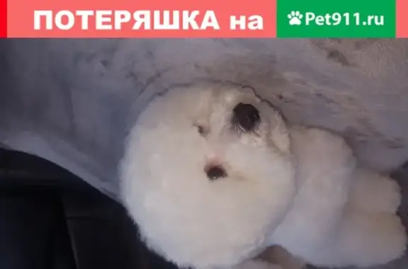 Пропала собака на Вилюйской улице, Новосибирск