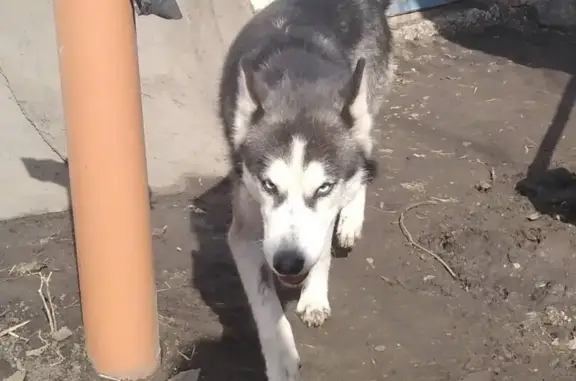 Найдена собака в Саратове (ХАСКИ, девочка)