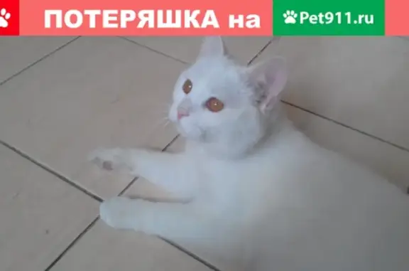 Найдена белая кошка на Кутузовском проспекте, д.30