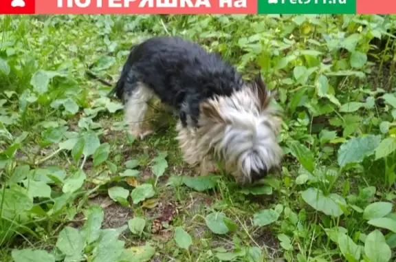 Пропала собака в Королёве, СНТ Лесные Поляны