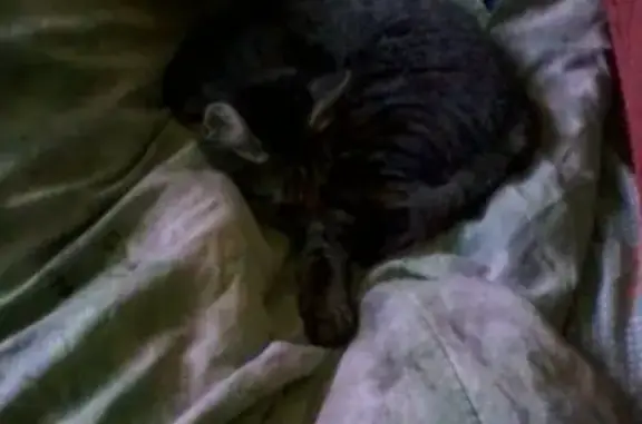 Пропала кошка в Бирюче