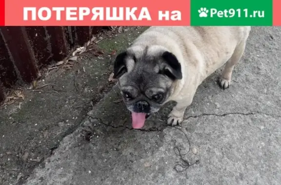 Найдена собака на Ландышевой улице, Сочи